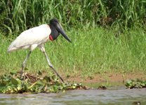 Jabiru d'Amérique